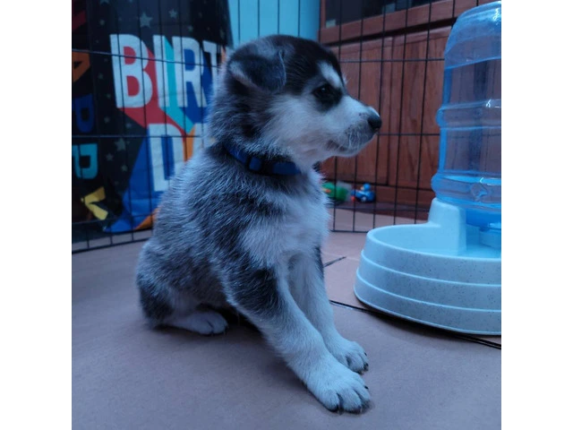 8 Shepsky puppies available - 2/13