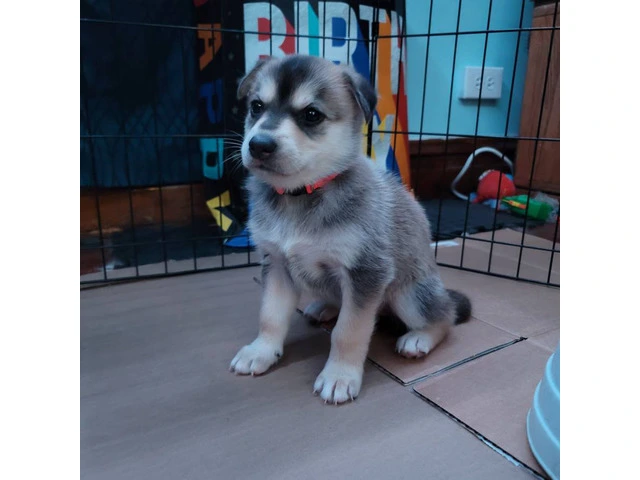 8 Shepsky puppies available - 7/13
