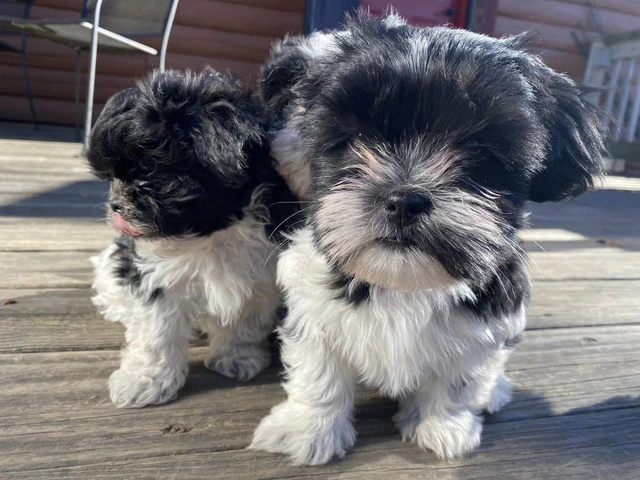 Shichon puppies ready to find new home - 2/6