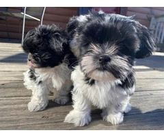 Shichon puppies ready to find new home - 2