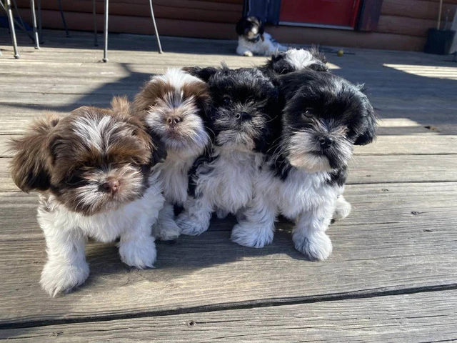 Shichon puppies ready to find new home - 6/6