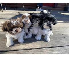 Shichon puppies ready to find new home - 6
