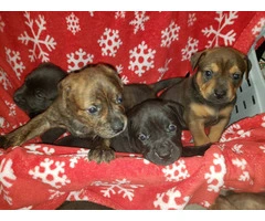 Pitbull x Rottweiler puppies for sale