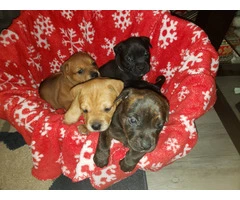 Pitbull x Rottweiler puppies for sale - 2