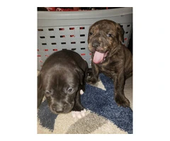 Pitbull x Rottweiler puppies for sale - 4