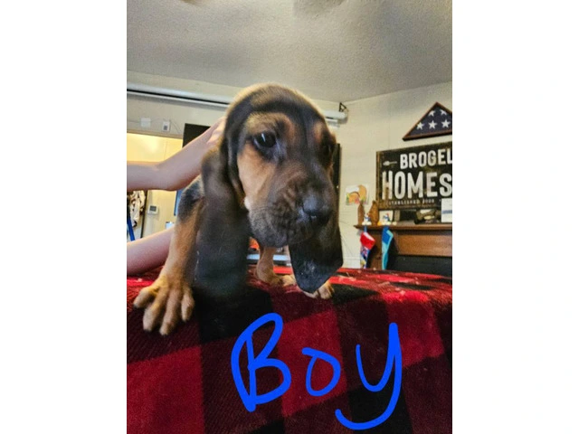 Bloodhound pups ready for Christmas or New Year. - 1/9