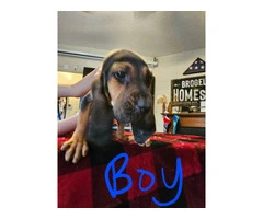 Bloodhound pups ready for Christmas or New Year.