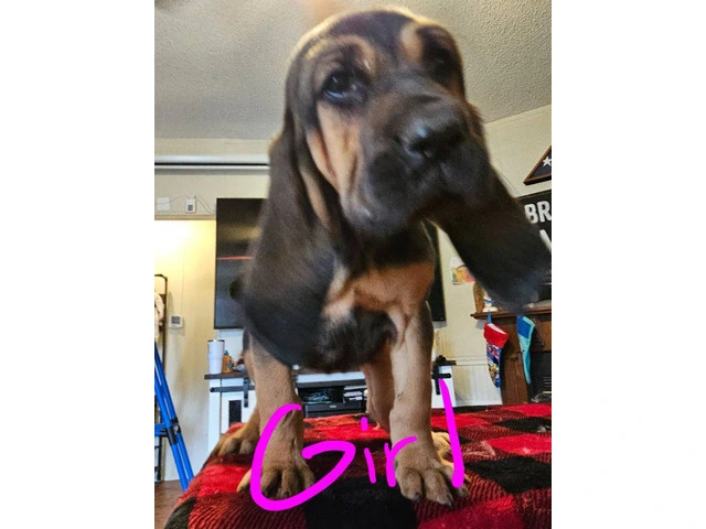 Bloodhound pups ready for Christmas or New Year. - 5/9