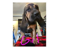 Bloodhound pups ready for Christmas or New Year. - 5