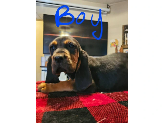 Bloodhound pups ready for Christmas or New Year. - 6/9