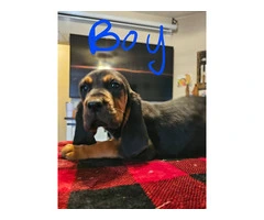 Bloodhound pups ready for Christmas or New Year. - 6