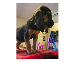 Bloodhound pups ready for Christmas or New Year. - 7