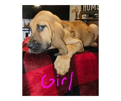 Bloodhound pups ready for Christmas or New Year. - 8
