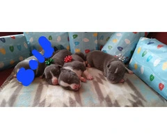 4 male Blue Nose Pit Bull puppies