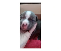 4 male Blue Nose Pit Bull puppies - 2