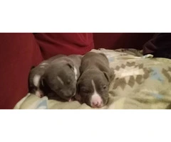 4 male Blue Nose Pit Bull puppies - 4