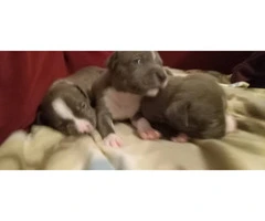4 male Blue Nose Pit Bull puppies - 5