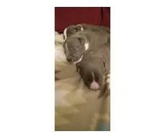 4 male Blue Nose Pit Bull puppies - 6