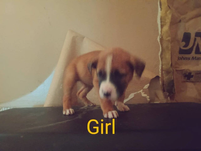 Cheap Boxer puppies for sale - 1/3