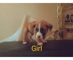 Cheap Boxer puppies for sale - 1