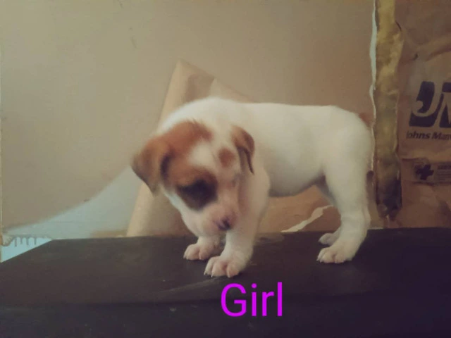 Cheap Boxer puppies for sale - 2/3