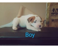 Cheap Boxer puppies for sale - 3