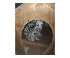9 purebred Dalmatian puppies for sale