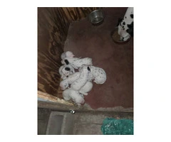 9 purebred Dalmatian puppies for sale - 3