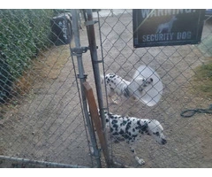 9 purebred Dalmatian puppies for sale - 5