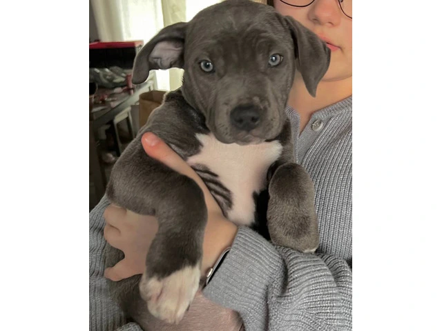 Blue and blue fawn American Pit Bull Terrier puppies - 2/13