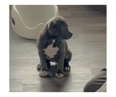 Blue and blue fawn American Pit Bull Terrier puppies - 3