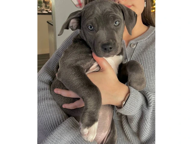 Blue and blue fawn American Pit Bull Terrier puppies - 4/13