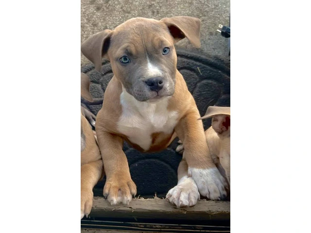 Blue and blue fawn American Pit Bull Terrier puppies - 5/13