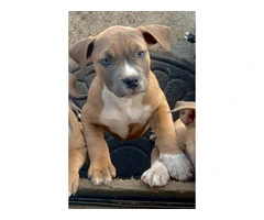 Blue and blue fawn American Pit Bull Terrier puppies - 5