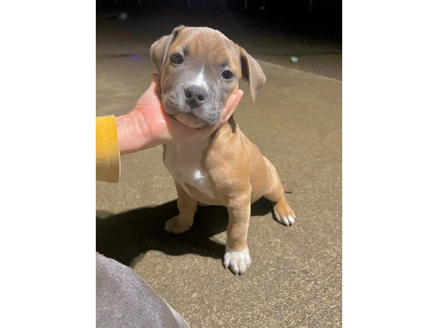 Blue and blue fawn American Pit Bull Terrier puppies - 6/13