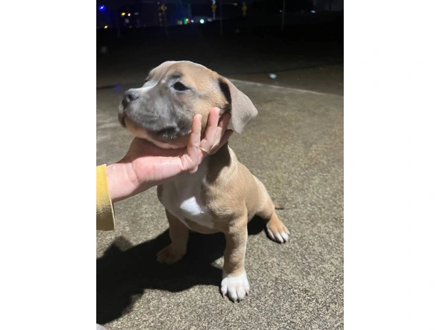 Blue and blue fawn American Pit Bull Terrier puppies - 7/13