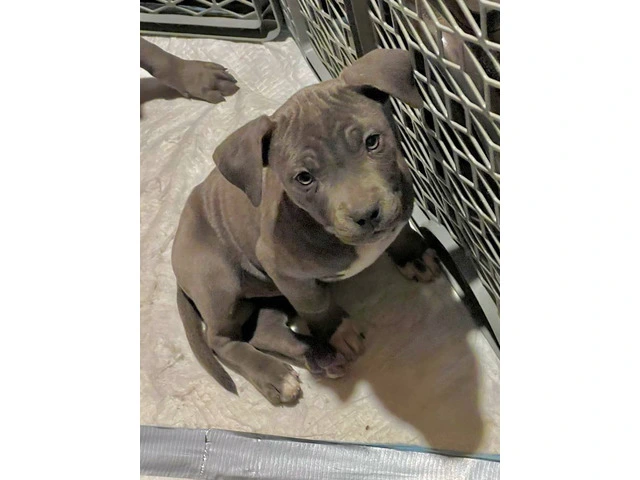 Blue and blue fawn American Pit Bull Terrier puppies - 11/13