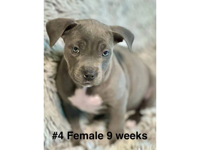 Blue and blue fawn American Pit Bull Terrier puppies - 12/13