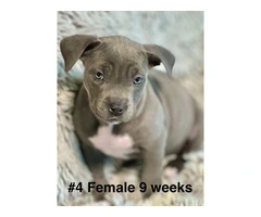 Blue and blue fawn American Pit Bull Terrier puppies - 12