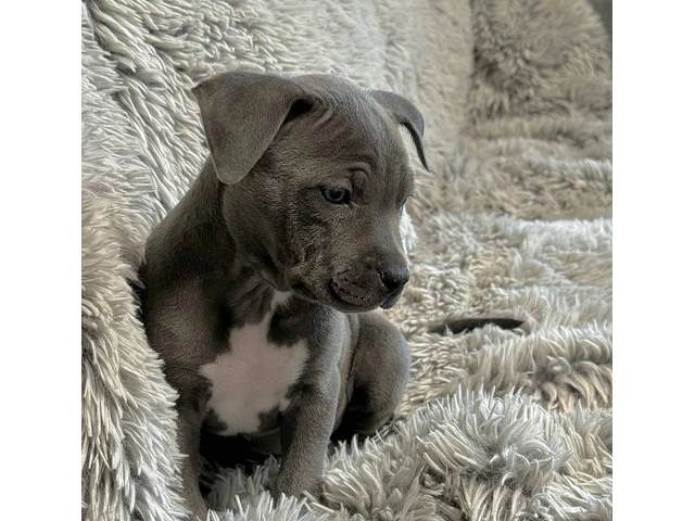 Blue and blue fawn American Pit Bull Terrier puppies - 13/13