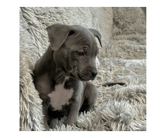Blue and blue fawn American Pit Bull Terrier puppies - 13