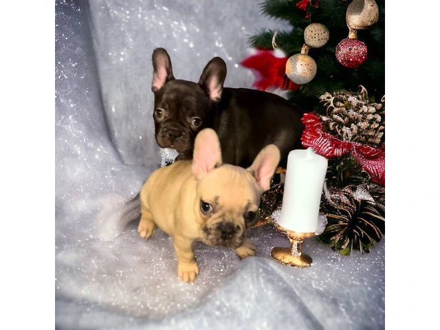 AKC Chocolate Fawn Merle Frenchie pups - 1/4