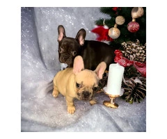 AKC Chocolate Fawn Merle Frenchie pups - 1