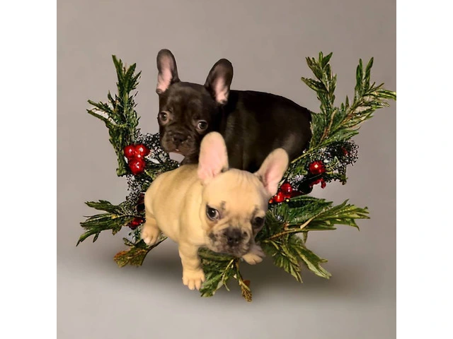 AKC Chocolate Fawn Merle Frenchie pups - 2/4