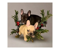AKC Chocolate Fawn Merle Frenchie pups - 2
