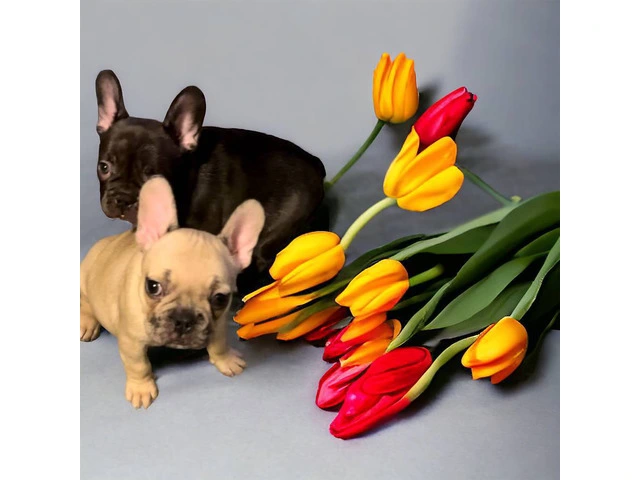 AKC Chocolate Fawn Merle Frenchie pups - 3/4