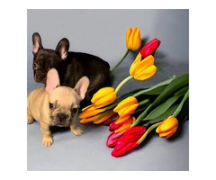 AKC Chocolate Fawn Merle Frenchie pups - 3