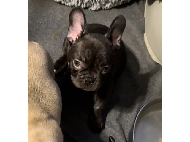 AKC Chocolate Fawn Merle Frenchie pups - 4/4