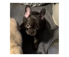 AKC Chocolate Fawn Merle Frenchie pups - 4