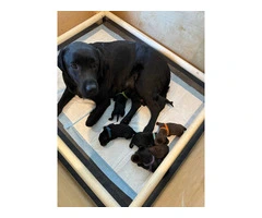 3 black female English Labrador puppies